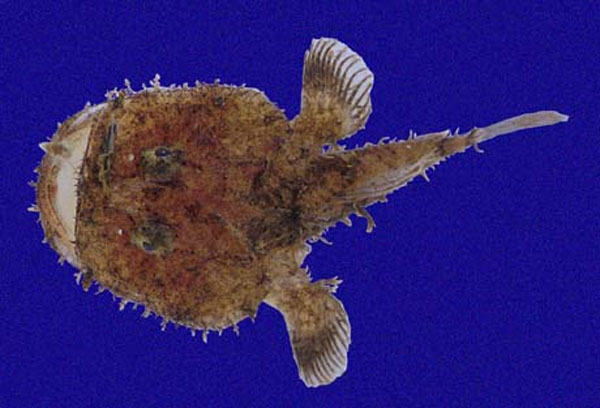 Del código en la pesca rusa 1.6